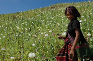 © Mongpawk Femme Lahu dans un champs d'opium - 2005